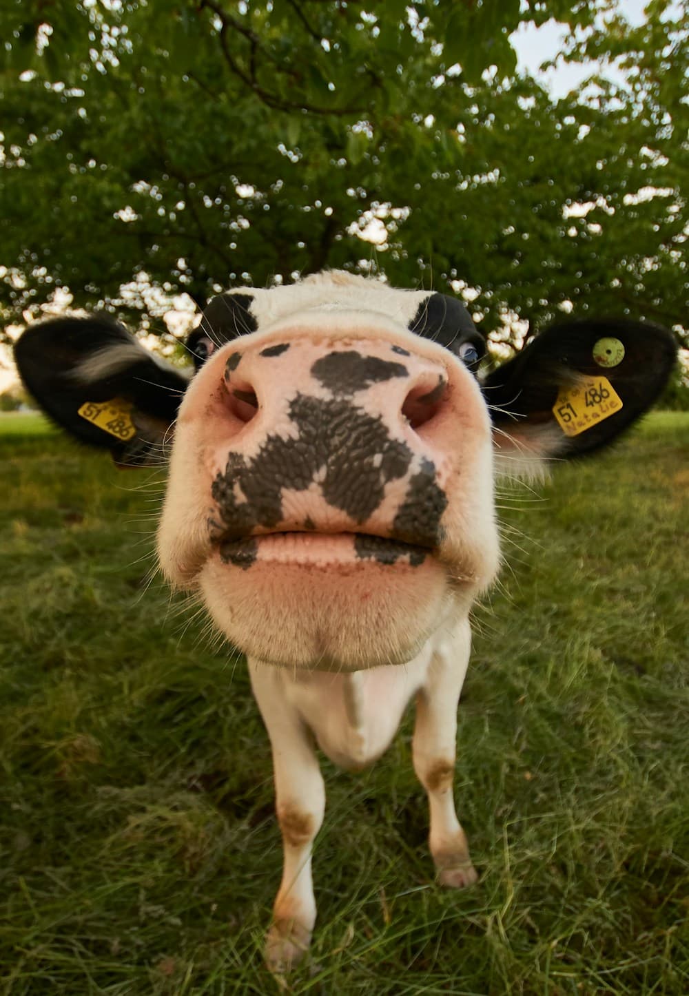 A curious cow under the shade of a leafy tree