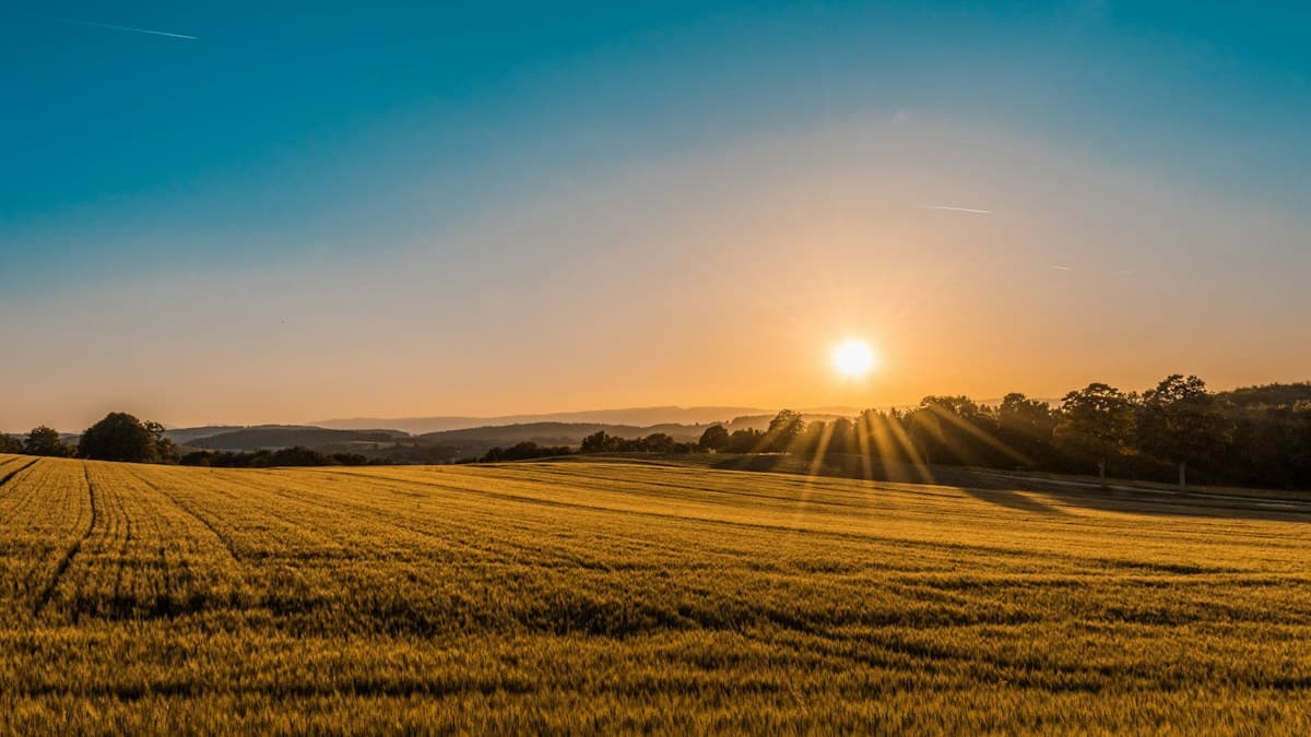 Evening sunlight across open farm fields
