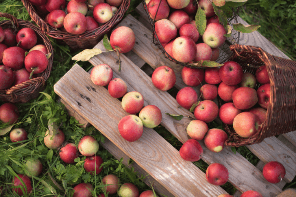 Freshly picked red apples in wicker baskets